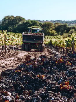 Tractor Spreading Compost in a Vineyard During Autumn. photo