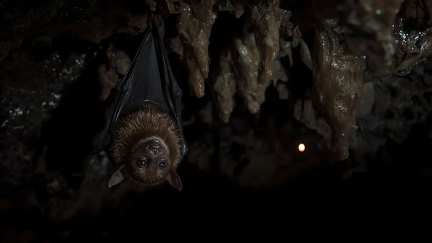 Bat Hanging in Dark Cave with Stalactites photo
