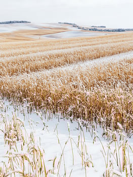 Golden Field Under Snow Hints at a Coming Winter Harvest. photo