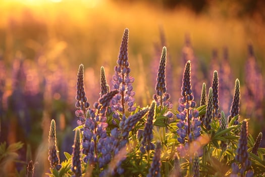 Lupinus perennis - Wild lupine in a meadow at sunset photo