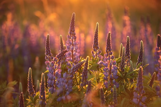 Lupinus perennis - Wild lupine in a meadow during sunset, Poland. photo