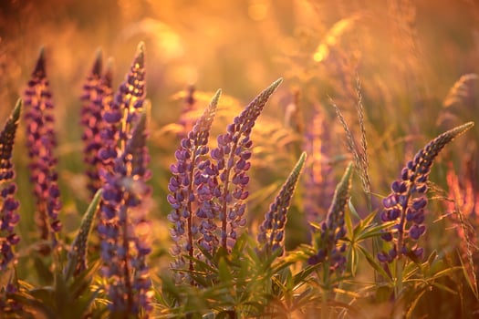 Lupinus perennis - Wild lupine in a meadow during sunset photo