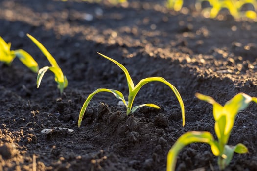 Newly sprouted corn plants stand tall in freshly tilled earth, illuminated by the soft light of dawn in a rural farming landscape photo