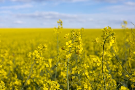 Vibrant yellow flowers dominate the landscape, creating a stunning view against the bright blue sky and gentle clouds photo