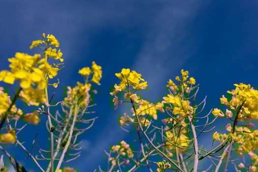 Vibrant yellow flowers stand tall against a backdrop of a bright blue sky, showcasing the beauty of spring in full bloom photo
