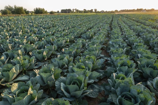 Rows of healthy green cabbages thrive in a rural field as the sun sets, illuminating the landscape with warm light and creating a picturesque view photo
