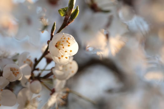 Close-up white cherry blossoms at sunset photo