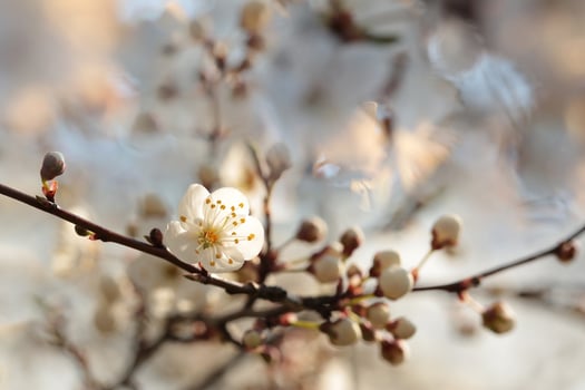 Close-up of white cherry blossoms during sunrise photo