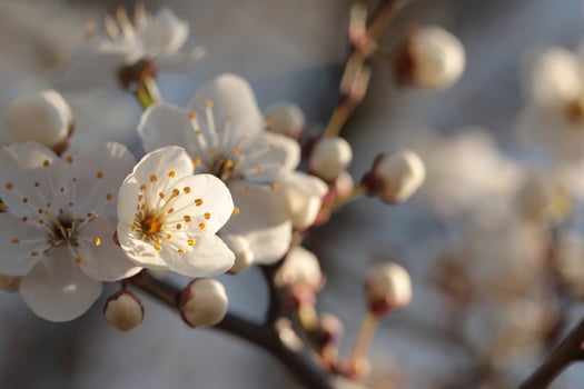 Close-up of white cherry blossoms at sunset photo