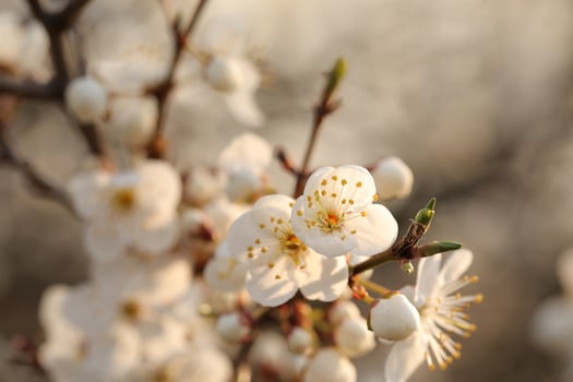 Close-up of white cherry blossoms during sunset photo