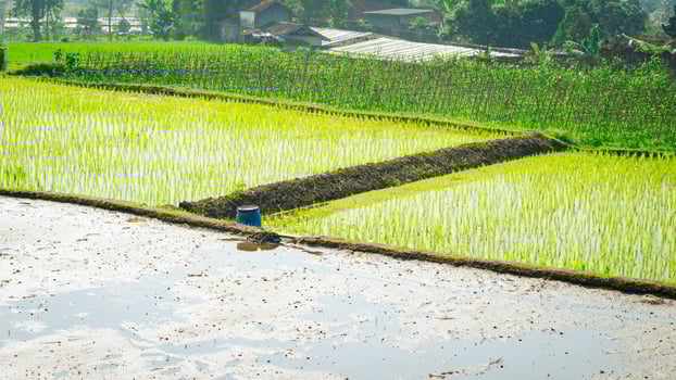 Close-up of green rice paddies with a small muddy path dividing them, showing the vibrant growth of the plants. photo