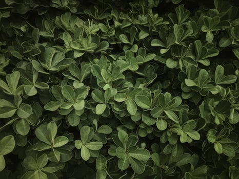 Dense green leaves providing a lush, vibrant texture in a natural setting. photo