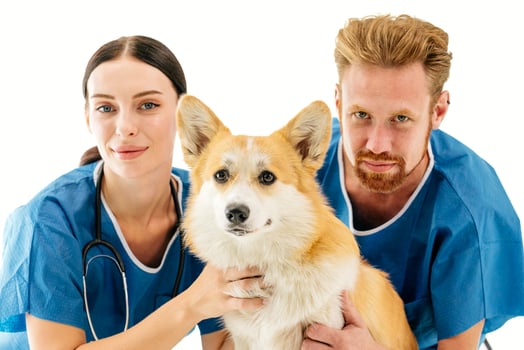 Veterinarians in blue scrubs are gently holding a corgi dog, showcasing compassionate care in a veterinary clinic environment, emphasizing the bond between pets and their caregivers photo