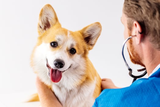 Veterinarian in blue scrubs examines a happy corgi dog with a stethoscope, showcasing a caring atmosphere in a modern veterinary clinic with bright lighting and clean surfaces photo