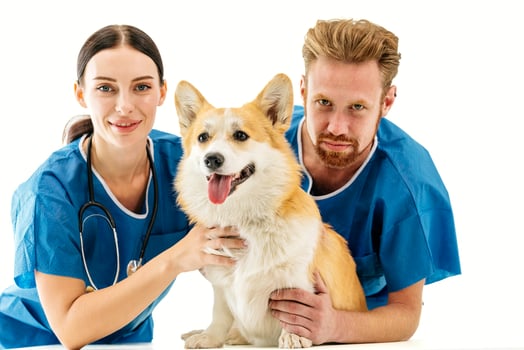 Veterinarian team, male and female, in blue scrubs, smiling while examining a happy corgi dog, showcasing compassionate care in a veterinary clinic environment with bright lighting photo