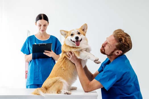 Veterinarian examining happy corgi dog in clinic, while female assistant takes notes on clipboard, showcasing caring environment and professional veterinary care for pets photo
