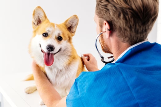 Veterinarian in blue scrubs examining a happy corgi dog with a stethoscope in a bright veterinary clinic, showcasing compassionate animal care and professional veterinary services photo