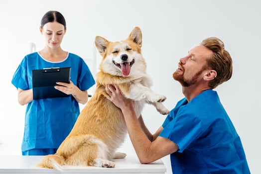Veterinarian in blue scrubs gently examining a happy corgi dog while a female assistant takes notes, showcasing a caring atmosphere in a modern veterinary clinic environment photo