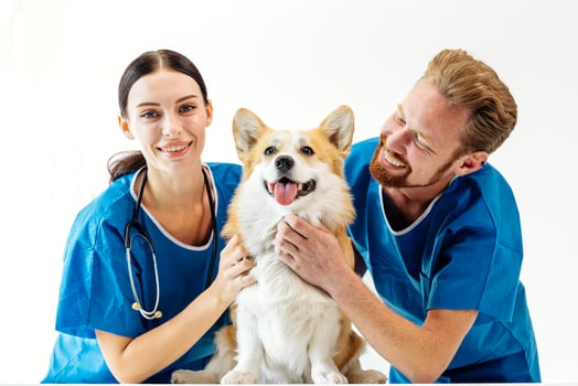 Veterinarian team smiling while caring for a happy corgi dog in a bright clinic environment, showcasing compassion and professionalism in animal healthcare and veterinary services photo