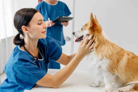 Female veterinarian in blue scrubs gently examining a corgi dog in a bright veterinary clinic, showcasing compassionate care and professional expertise in animal health and well-being photo