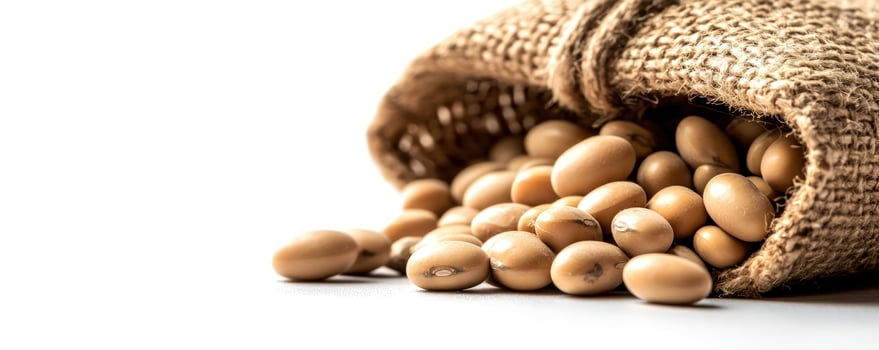 Soybeans spilling from burlap sack, white background photo