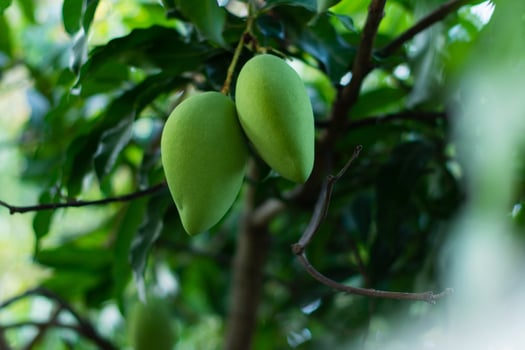 Nam Dok Mai mangoes on mango trees, mango tree cultivation and agriculture and sustainability in life. photo