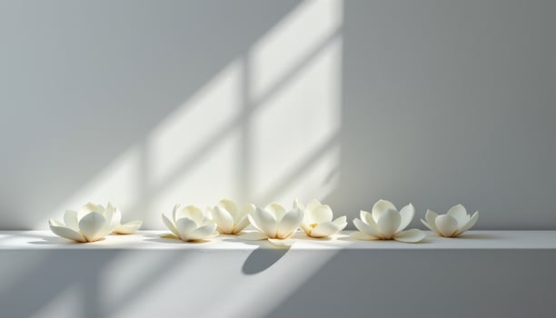 white magnolia petals rest on a flat white wall, smooth surfaces catching streams of gentle lights photo