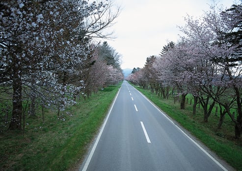 a long road lined with trees and flowers photo