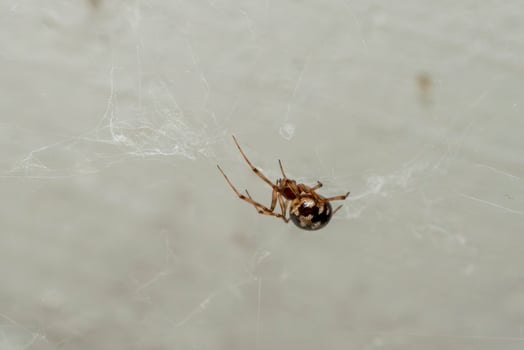 Spider Spinning Web in a Quiet Corner of a Dimly Lit Room photo