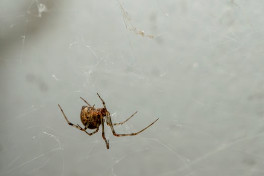 Single Spider Hanging in Its Web Inside a Quiet Room photo