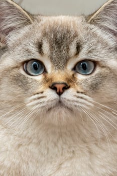 Cat With Striking Blue Eyes Gazing Directly at the Camera Indoors photo