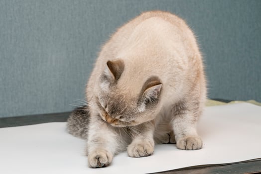 Cat Exploring a Surface With Curious Focus in a Simple Indoor Setting photo