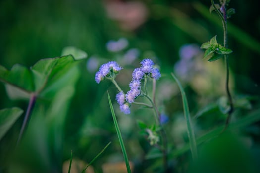 Purple flowers focused photo