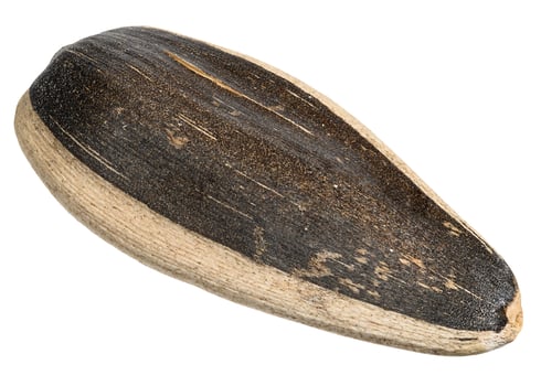 Close-up of a single sunflower seed. Texture of striped black and white husk with fine grooves. photo