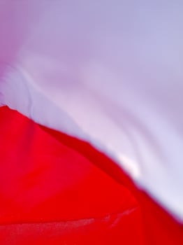 Abstract flowing fabric of red and white, a soft, fluid texture and gentle gradients of color. photo