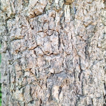 Closeup view of rough textured brown tree bark surface photo