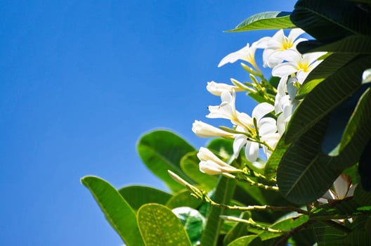 White plumeria flowers with green leaves and blue sky photo