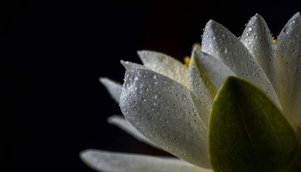 Luminous White Water Lily Petals with Glistening Dew Against a Black Void photo