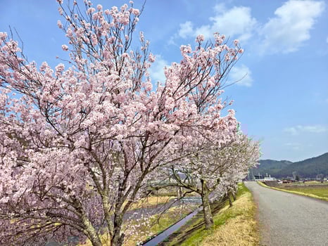 Natural landscape photo with sakura flowers, cherry blossom trees in Nagoya Japan