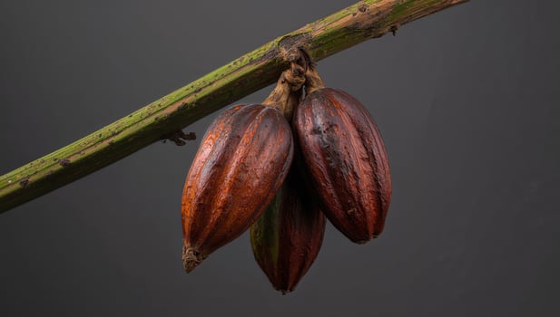 Cocoa beans on a branch photo