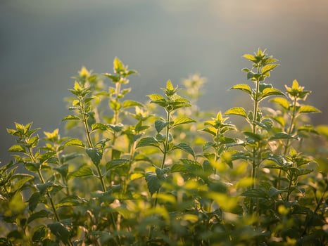 Fresh Mint Plants Bathed in Golden Sunlight, a Natural and Organic CloseUp Shot. photo