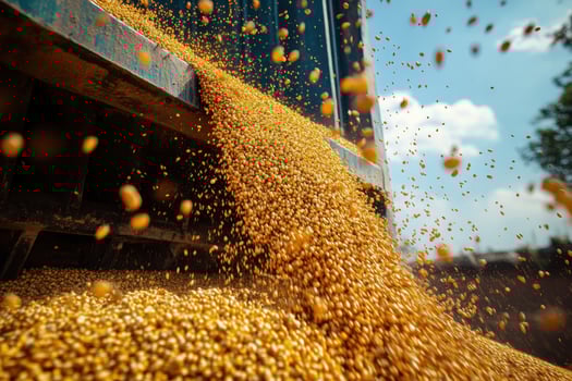 A pile of yellow corn is being dumped out of a truck photo