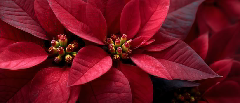 Close-up of vibrant red poinsettia flowers. photo