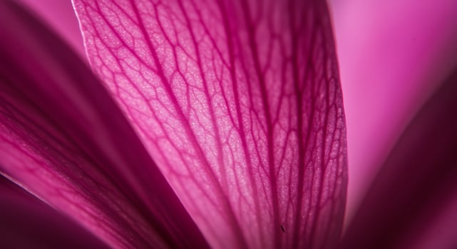 Close Up Pink Leaf Showing Veins on Smooth Surface in Natural Light photo