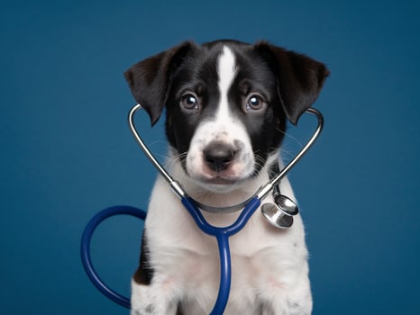 Adorable black and white puppy with a stethoscope posing against a blue background. photo