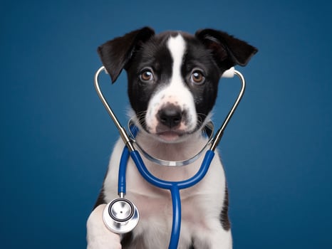 Adorable black and white puppy wearing a stethoscope against a blue background, looking curious. photo