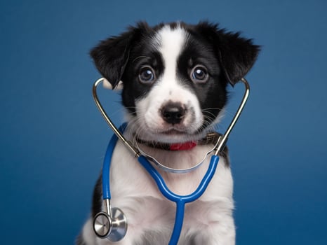 Adorable puppy with blue eyes wearing a stethoscope against a blue background, exuding charm and playfulness. photo