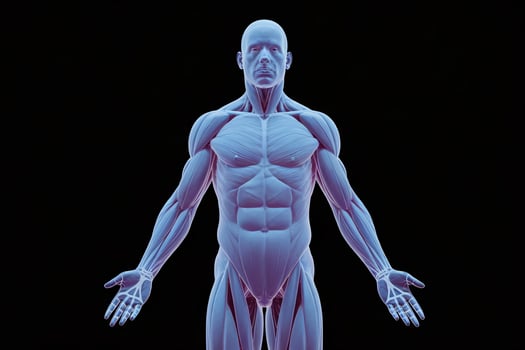 A realistic anatomical illustration of a male figure showcasing muscles against a dark background. photo