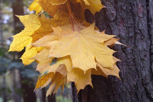 Autumn bouquet of maple leaves on the trunk of a tree photo