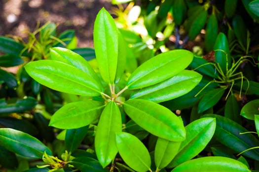 Vibrant green azalea leaves of a rhododendron shrub illuminated by sunlight in a garden photo